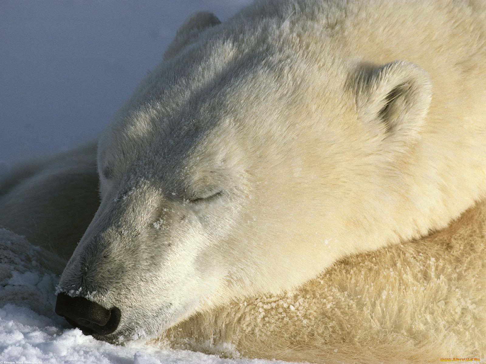 sweet, dreams, , 